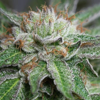 Bubba Kush Feminised Hemp Seeds